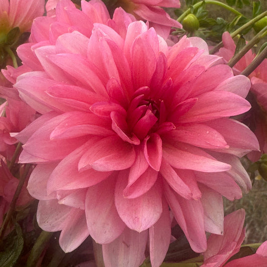 Sourire de Crozon