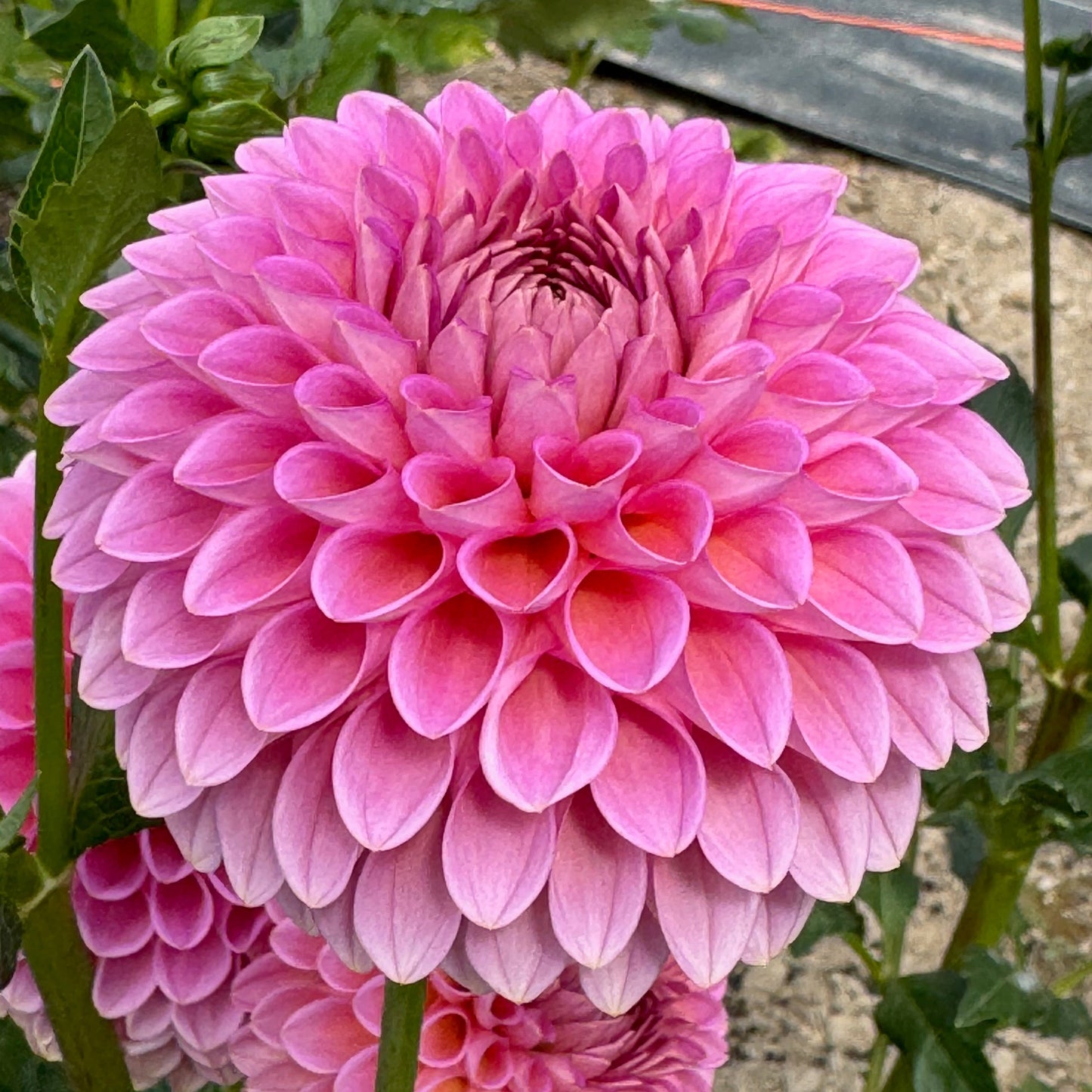Westerton Pearl